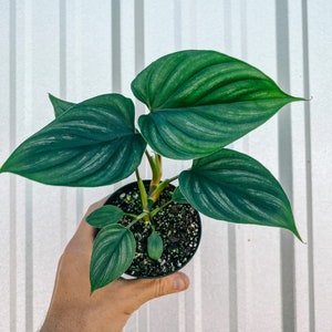 Philodendron Plowmanii 4" pot (ALL PLANTS require you to purchase 2 plants!)