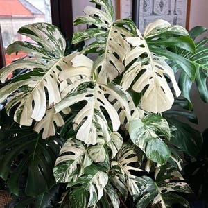 Peut inclure: Une plante de Monstera Deliciosa panach&eacute;e avec de grandes feuilles blanches et vertes. La plante est en pot et a plusieurs feuilles.