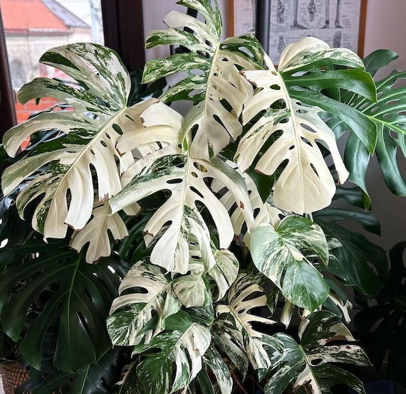 Monstera Albo 4” pot (ALL STARTER PLANTS require you to purchase 2 plants!)