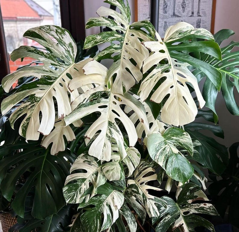 Peut inclure: Une plante de Monstera Deliciosa panach&eacute;e avec de grandes feuilles blanches et vertes. La plante est en pot et a plusieurs feuilles.