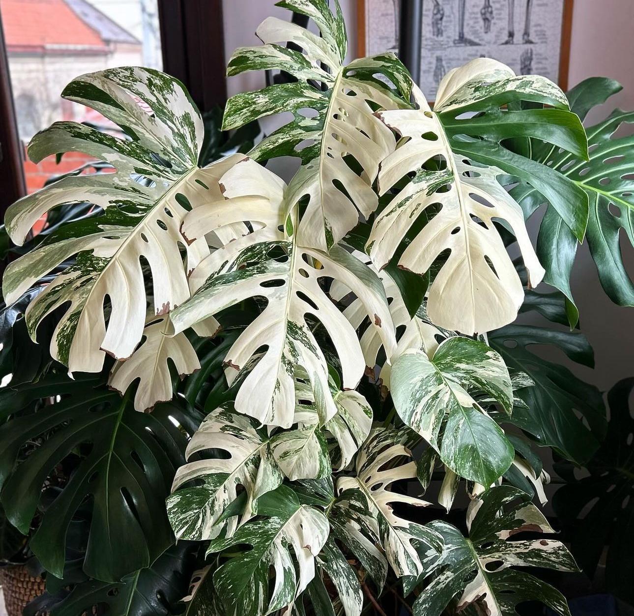Monstera Albo 4” Pot (ALL STARTER PLANTS Require You to Purchase 2 Plants!)  - Etsy Canada