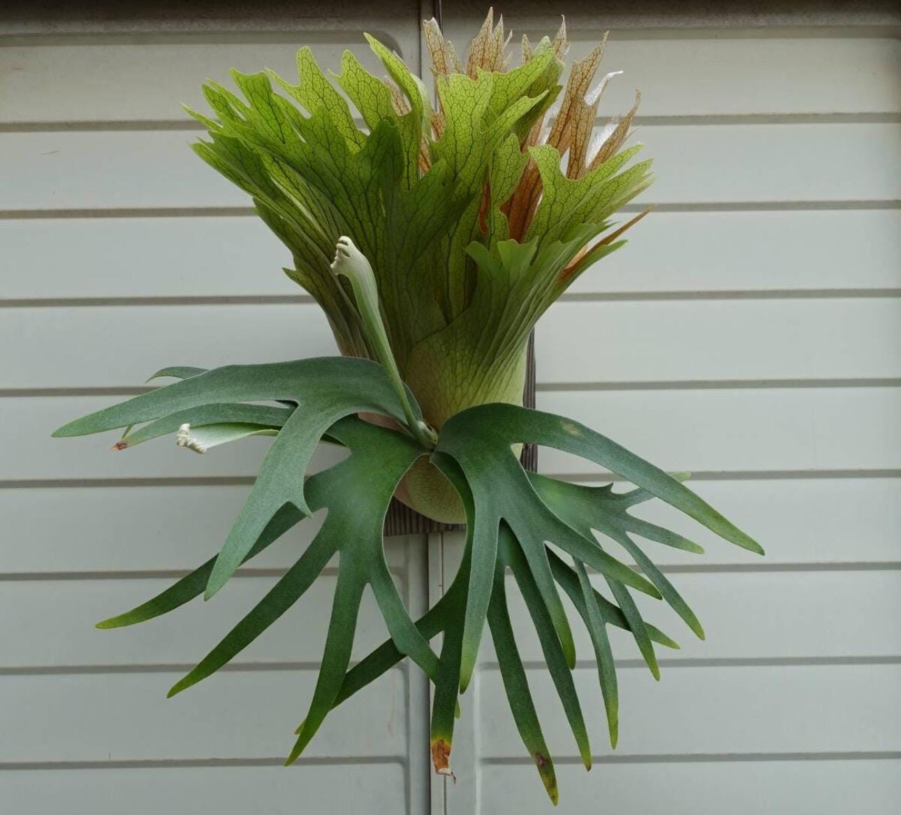 Platycerium Ss Foong Starter Plant (ALL PLANTS Require You to