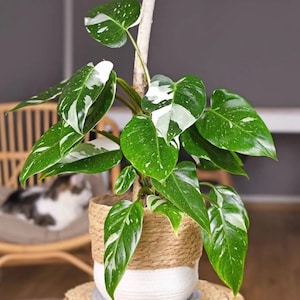 Philodendron White Knight en kit de démarrage (TOUS LES KITS DE DÉPARTEMENT nécessitent l'achat de 2 plants !)