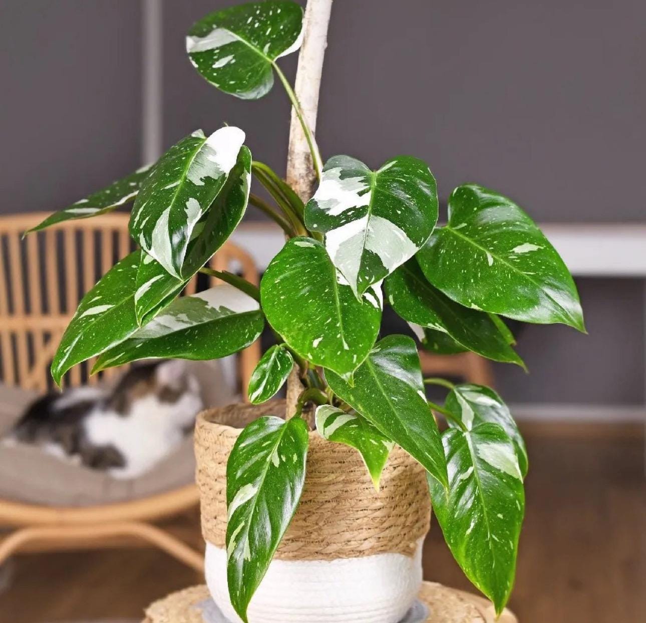 Philodendron White Knight Starter Plant (ALL STARTER PLANTS Require You to  Purchase 2 Plants!) - Etsy