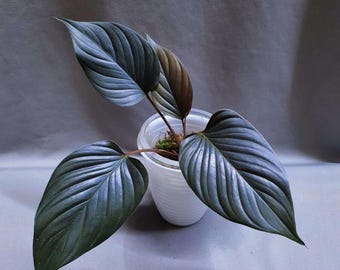 Homalomena black velvet | Happy Plant Nursery