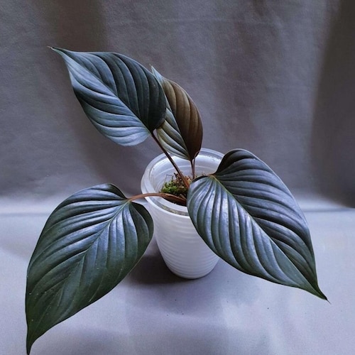 Homalomena Black Starter Plant (ALL STARTER PLANTS Require You to