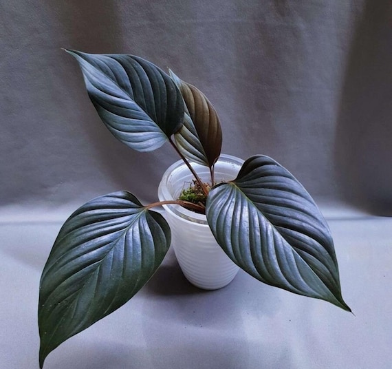 Homalomena Black Starter Plant (ALL STARTER PLANTS Require You to