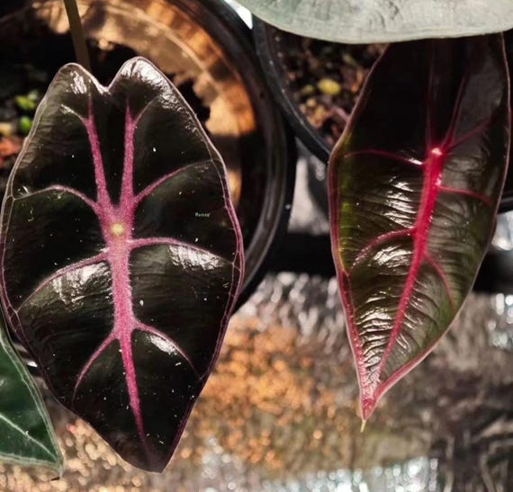 Alocasia Longiloba (watsoniana) Purple Vein Starter Plant (ALL