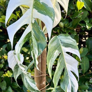 Variegated epipremnum pinnatum Starter Plant (ALL STARTER PLANTS require you to purchase 2 plants!)