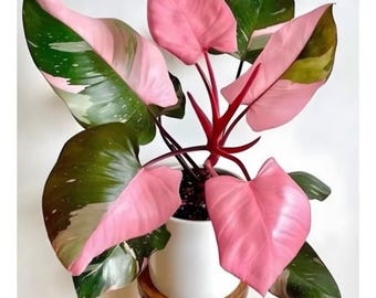 Philodendron pink princess XL plant **(ALL plants require you to purchase ANY 2 plants!)**