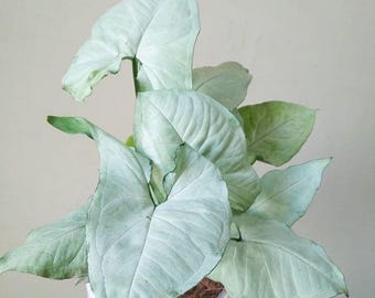 Syngonium Moonshine 2” pot (ALL STARTER PLANTS require you to purchase 2 plants!)