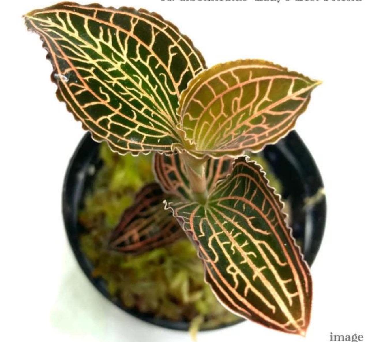anoectochilus albolineatus jewel orchid Starter Plant (ALL STARTER PLANTS require you to purchase 2 plants!)