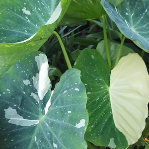 Colocasia Milky Way ‘Ele Paio’ starter plant (all starter plants require you to purchase 2 plants to complete transaction)