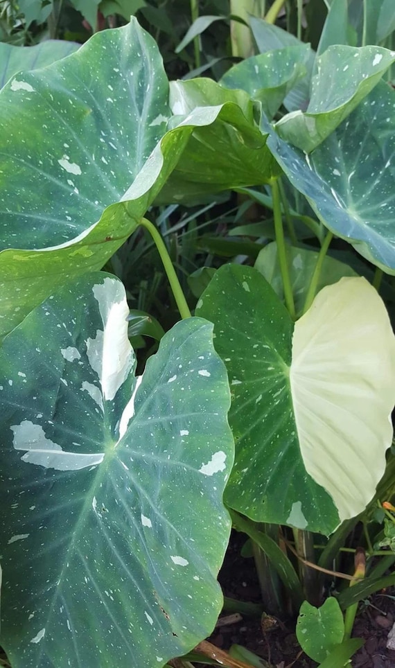Colocasia Milky Way 'ele Paio' Starter Plant (all Starter Plants Require  You to Purchase 2 Plants to Complete Transaction) - Etsy