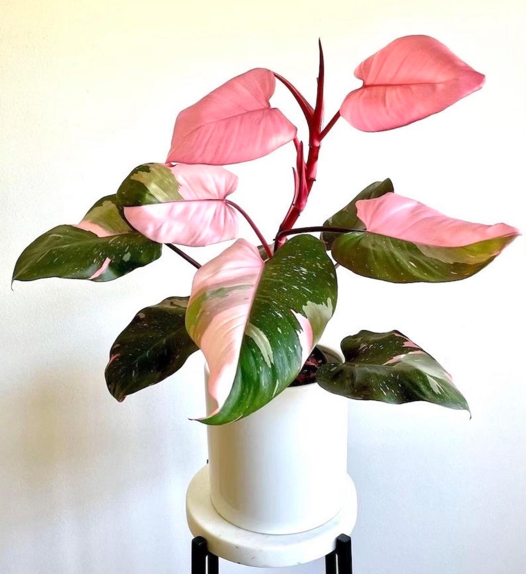 Philodendron Pink Princess High Variegated Starter Plant **(ALL