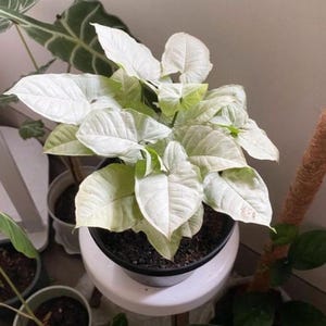 Syngonium Moonshine Starter Plant (ALL STARTER PLANTS require you to purchase 2 plants!)