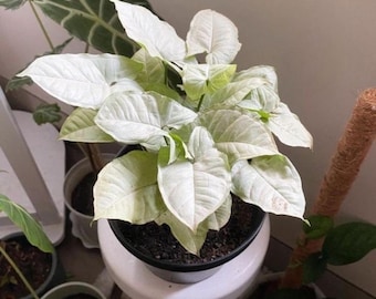 Puede incluir: Una planta de interior variegada blanca con hojas grandes de color verde claro en una maceta negra. La planta está sentada en un taburete blanco.