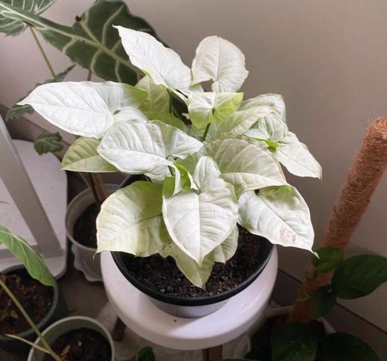SunshineGreens Syngonium Moonshine Plant