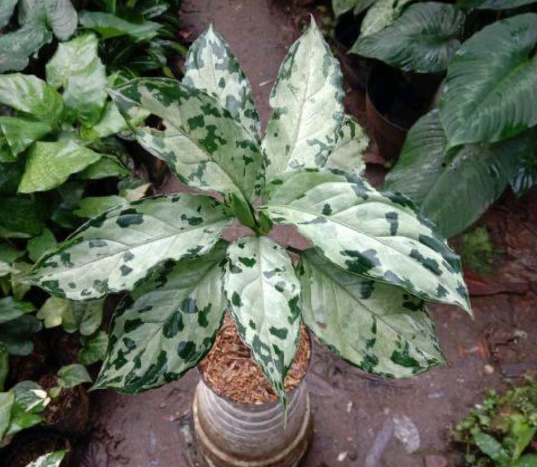 Aglaonema Pictum Bicolor 4” Pot (ALL STARTER PLANTS Require You to