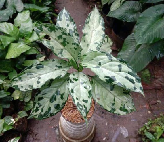 Aglaonema Pictum Bicolor 4” Pot (ALL STARTER PLANTS Require You to