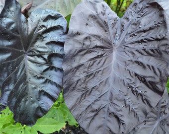 Colocasia Black Sapphire gecko Starter Plant **All starter plants require you to purchase 2 plant!**