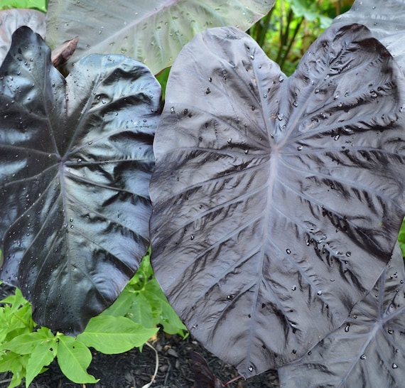 Colocasia Black Sapphire Gecko Starter Plant all Starter Etsy