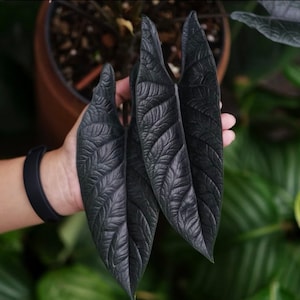 Plante de démarrage d'Alocasia scalprum (TOUTES LES PLANTES DE DÉMARRAGE nécessitent l'achat de 2 plantes !)