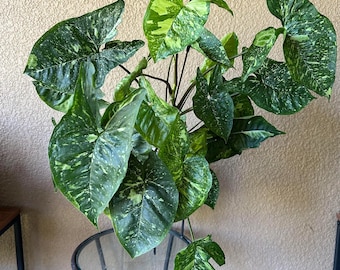 Philodendron black cherry Pink Princess Starter Plant (ALL STARTER PLANTS require you to purchase 2 plants!)