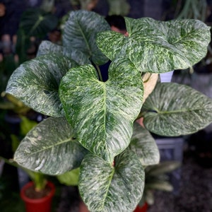 Variegated philodendron sodiroi Starter Plant (ALL STARTER PLANTS require you to purchase 2 plants!)