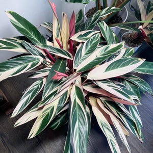 Stromanthe Triostar Starter Plant (ALL STARTER PLANTS require you to purchase 2 plants!)
