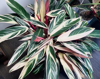 Stromanthe Triostar Starter Plant (ALL STARTER PLANTS require you to purchase 2 plants!)