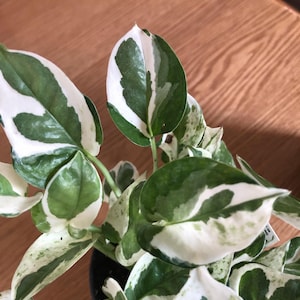 Pothos pearls and jade starter plant **(ALL plants require you to purchase ANY 2 plants!)**
