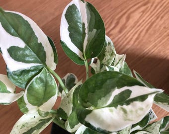 Pothos pearls and jade starter plant **(ALL plants require you to purchase ANY 2 plants!)**
