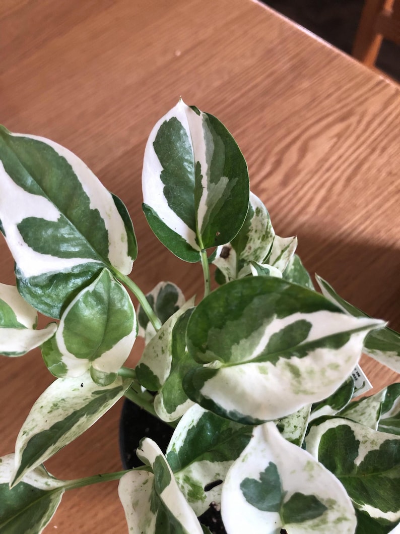Pothos Pearls and Jade Starter Plant