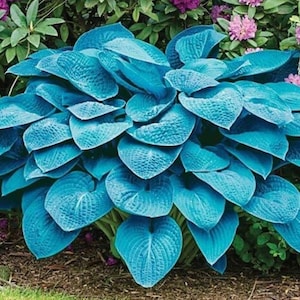 Planta de inicio Hosta blue angel (¡TODAS LAS PLANTAS DE INICIO requieren la compra de 2 plantas!)