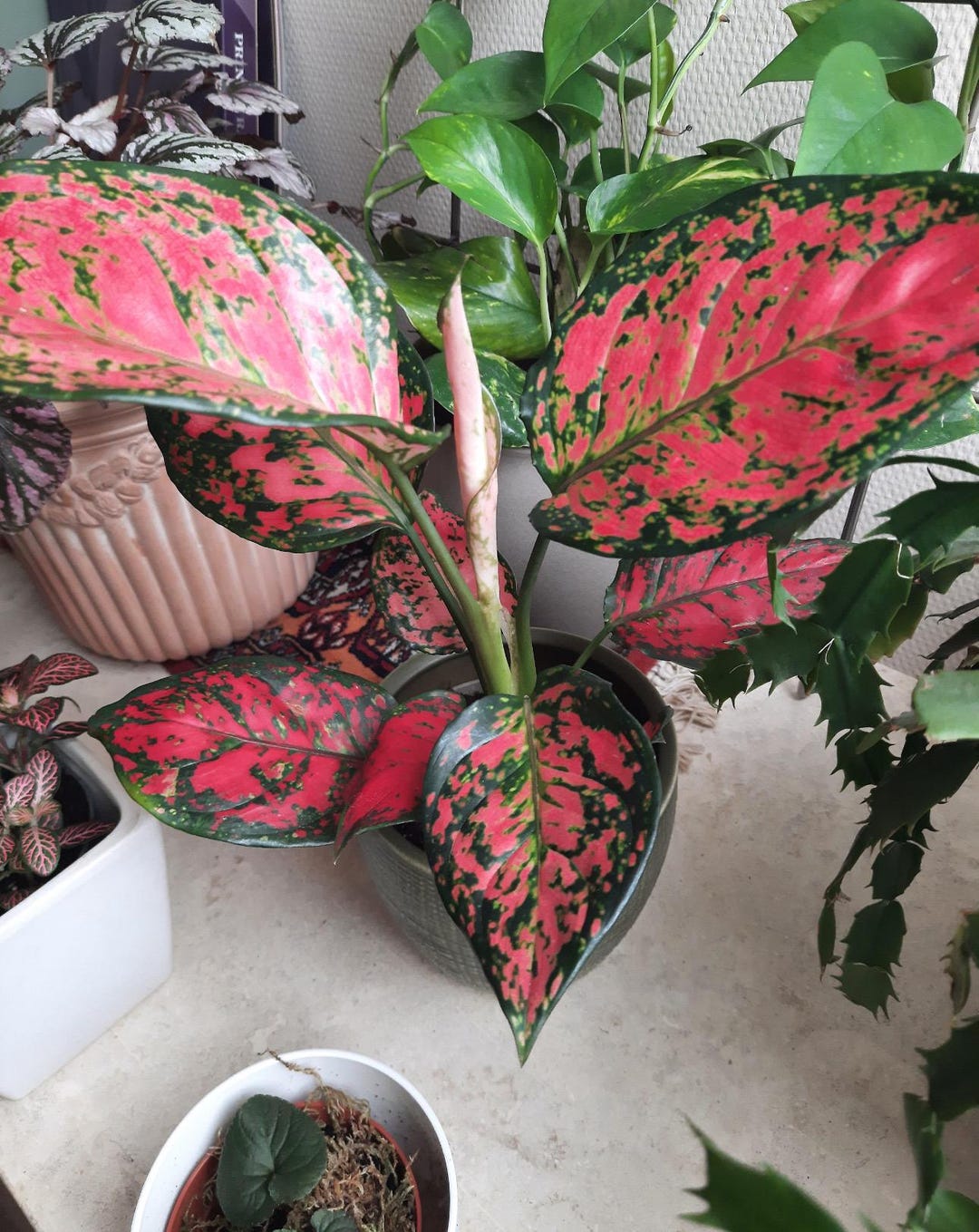 Aglaonema Red King Starter Plant **(ALL Plants Require You to Purchase ...