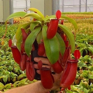 Nepenthes Lady Luck Starter Plant (ALL STARTER PLANTS require you to purchase 2 plants!)