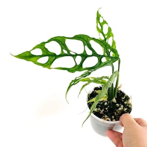 May include: A small green Monstera adansonii plant with large, perforated leaves in a white pot. The plant is potted in a mix of soil and moss.