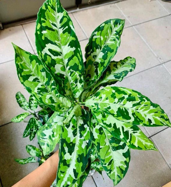 Aglaonema Pictum Tricolor 2” Plant **(ALL Plants Require You to