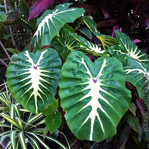 Colocasia White Lava Starter Plant (TOUTES LES PLANTES DE DÉMARRAGE nécessitent que vous achetiez 2 plantes !)