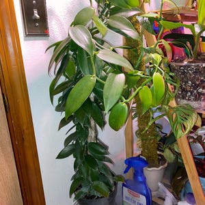 May include: A green vanilla plant with long vines growing in a black pot. The plant is in a room with a light switch on the wall and a shelf with other plants and gardening supplies.