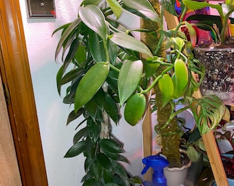 Vanilla bean orchid (Vanilla planifolia)