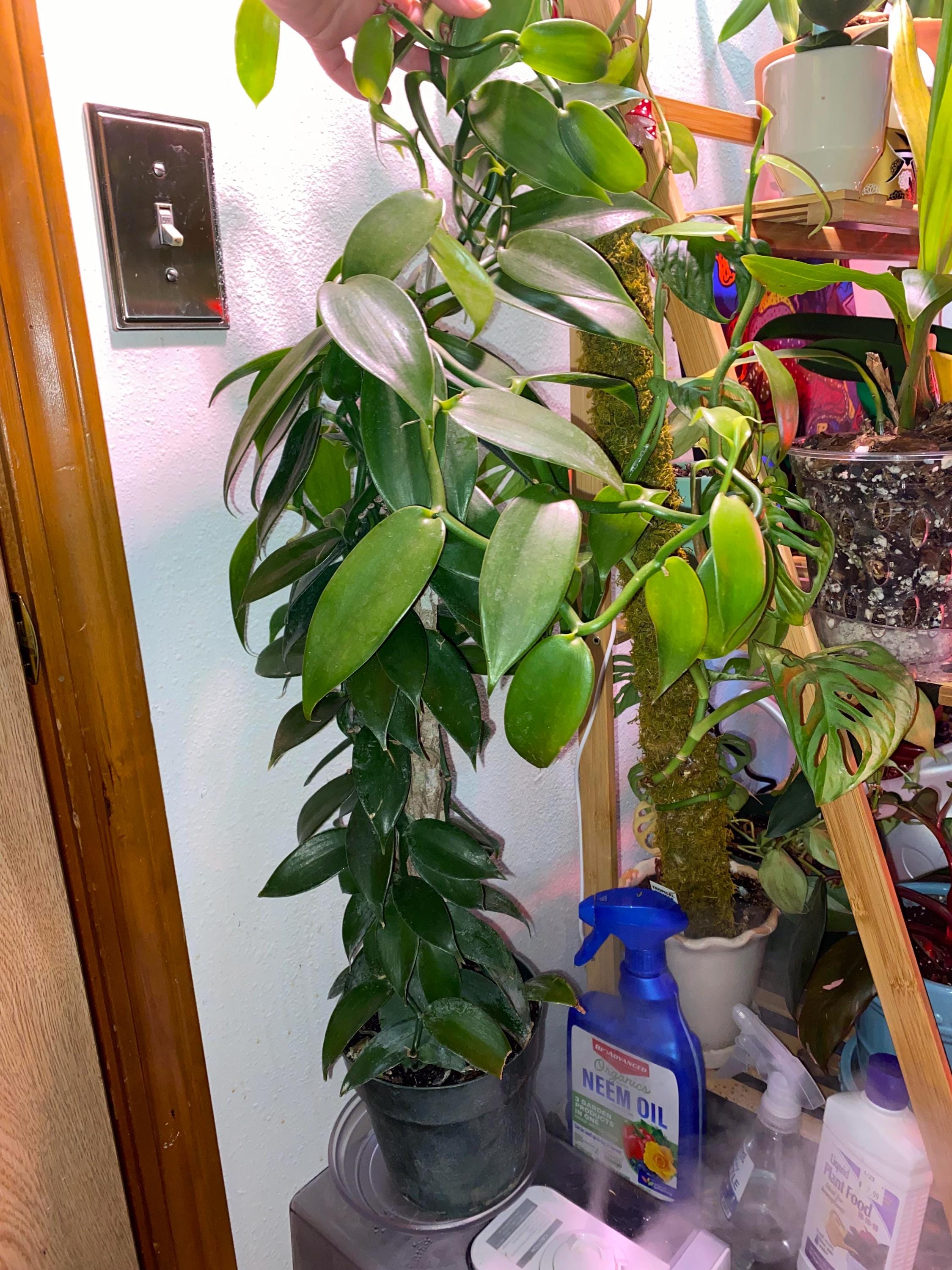 photo of jade plant Sunset Jade Houseplant