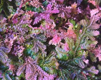 May include: Close-up of a vibrant plant with small, fern-like leaves. The foliage displays a mix of colors, including shades of green, pink, and purple. The plant's texture appears soft and delicate, creating a visually appealing display.