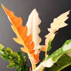 philodendron ring of fire Starter Plant (ALL STARTER PLANTS require you to purchase 2 plants!)