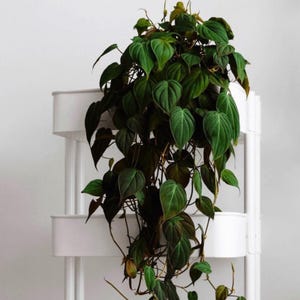 Philodendron Micans 4” plant **(ALL plants require you to purchase ANY 2 plants!)**