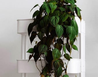 Philodendron Sp. Costa Rica [cutting] - Etsy