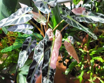 May include: Close-up of an Alocasia plant with large, variegated leaves. The leaves display a mix of dark green, white, and pink hues. The plant's stems are a light brown color, and the background features other green plants.