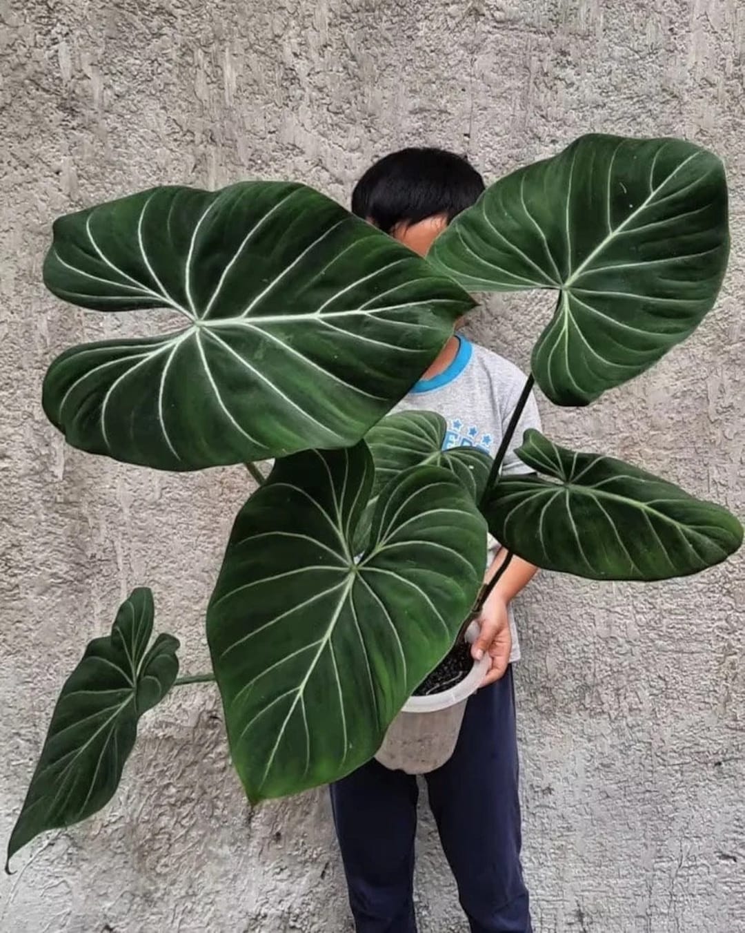 Philodendron Dark Form Gloriosum Starter Plant ALL Starter Plants ...