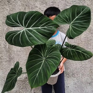 Philodendron dark form gloriosum starter plant **(ALL starter plants require you to purchase ANY 2 plants!)**